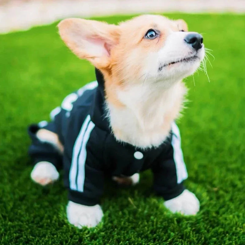 Pet Clothes With Hood