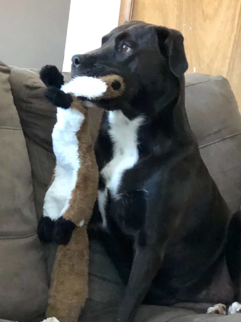 Squeaky Dog Chew Toy