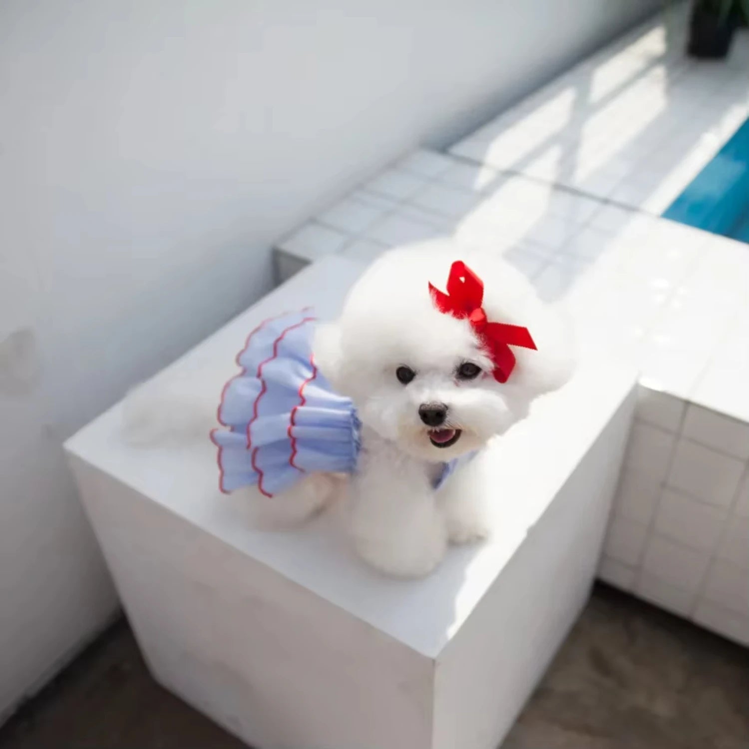 Cute Puppy Princess Dress